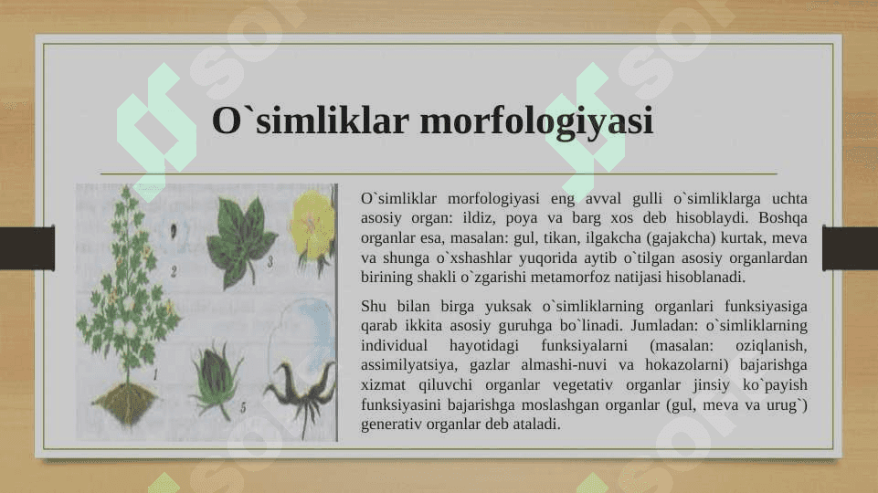 Asosiy morfologik qonuniyatlar: simmetriya turlari, metamorfoz. 4