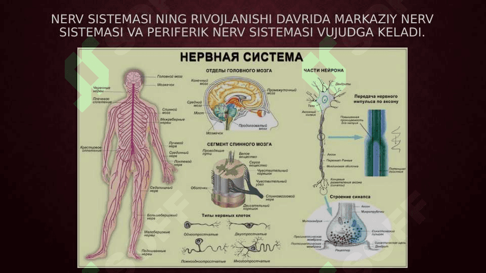Nerv tizimi oliy bo’limlarining vazifalari 4