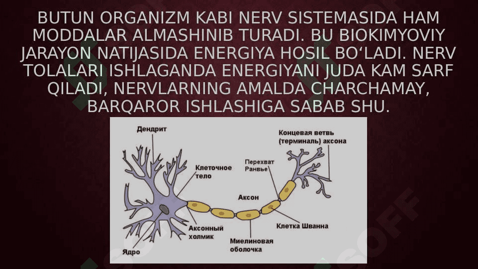 Nerv tizimi oliy bo’limlarining vazifalari 6