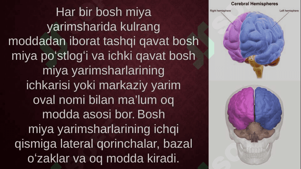 Nerv tizimi oliy bo’limlarining vazifalari 8