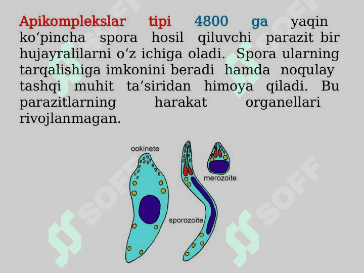 Apikomplekslar tipi, Sporalilar sinfi, Gregarinalar va koksidiyasimonlar turkumlari ularning rivojlanishi va ahamiyati 3