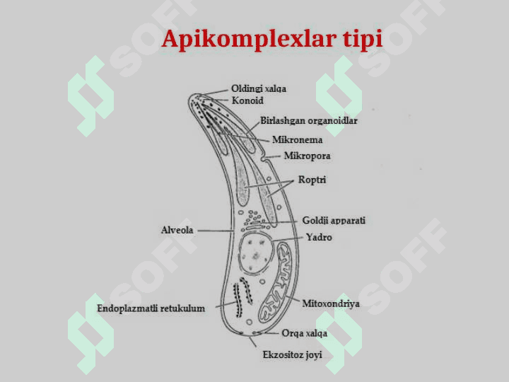 Apikomplekslar tipi, Sporalilar sinfi, Gregarinalar va koksidiyasimonlar turkumlari ularning rivojlanishi va ahamiyati 4