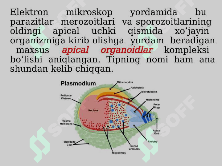 Apikomplekslar tipi, Sporalilar sinfi, Gregarinalar va koksidiyasimonlar turkumlari ularning rivojlanishi va ahamiyati 8