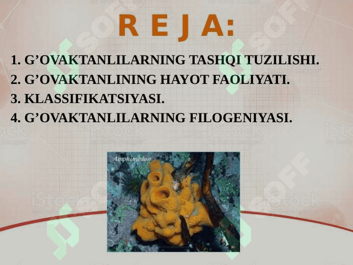 G‘ovaktanalilar tipi. Tuzilishi, ko‘payishi va rivojlanishi, g‘ovaktanalilarning ahamiyati 2