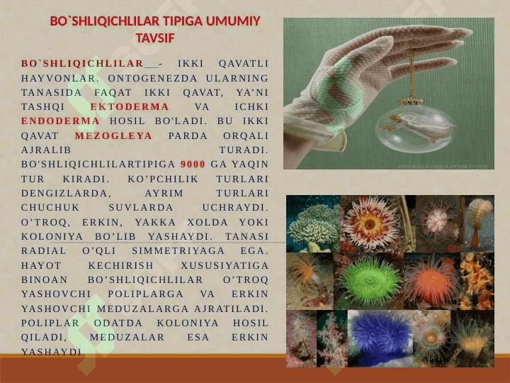 Bo’shliqichlilar tipi, umumiy tavsifi; tana shakli va simmatriyasi, ko’payishi va rivojlanishi. Sistematikasi hamda filogeniyasi. 3