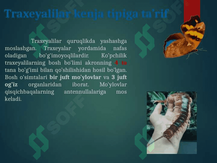 TREXEYALILAR KENJA TIPI. KO’POYOQLILAR SINFI, TUZILISHI VA HAYOT KECHIRISHINING ASOSIY XUSUSIYATLARI, XILMA-XILLIGI VA AHAMIYATI 3