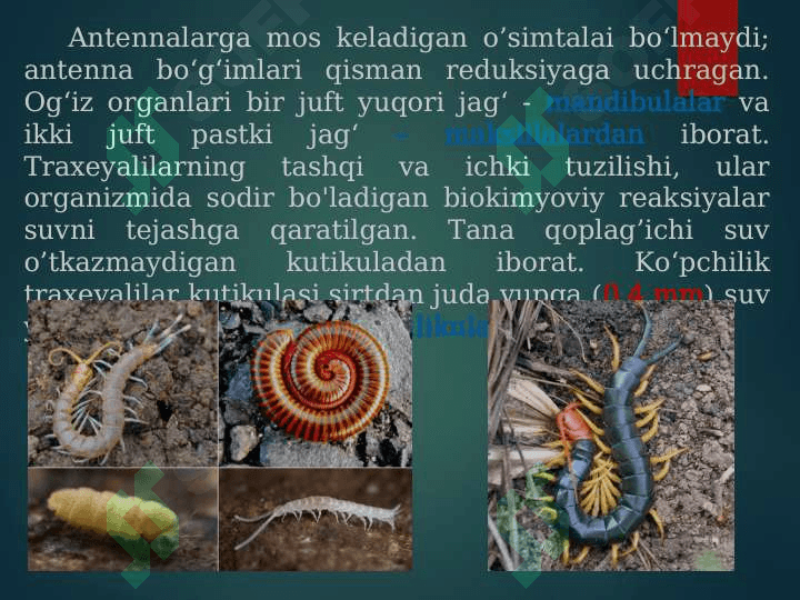 TREXEYALILAR KENJA TIPI. KO’POYOQLILAR SINFI, TUZILISHI VA HAYOT KECHIRISHINING ASOSIY XUSUSIYATLARI, XILMA-XILLIGI VA AHAMIYATI 4