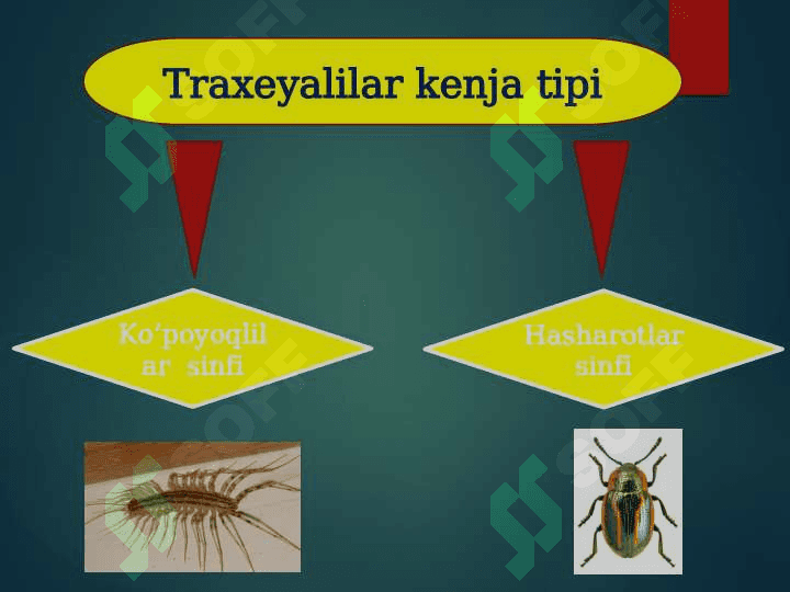 TREXEYALILAR KENJA TIPI. KO’POYOQLILAR SINFI, TUZILISHI VA HAYOT KECHIRISHINING ASOSIY XUSUSIYATLARI, XILMA-XILLIGI VA AHAMIYATI 5