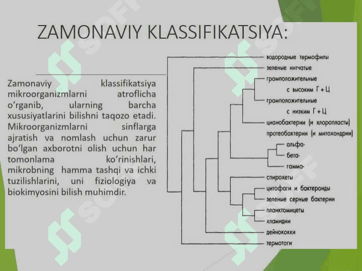 MIKROORGANIZMLAR SISTEMATIKASI 5