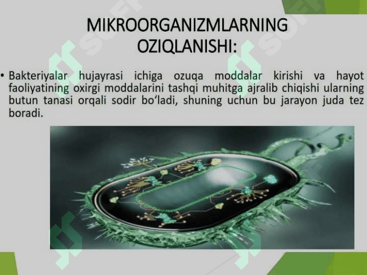 MIKROORGANIZMLARNING OZIQLANISHI 4