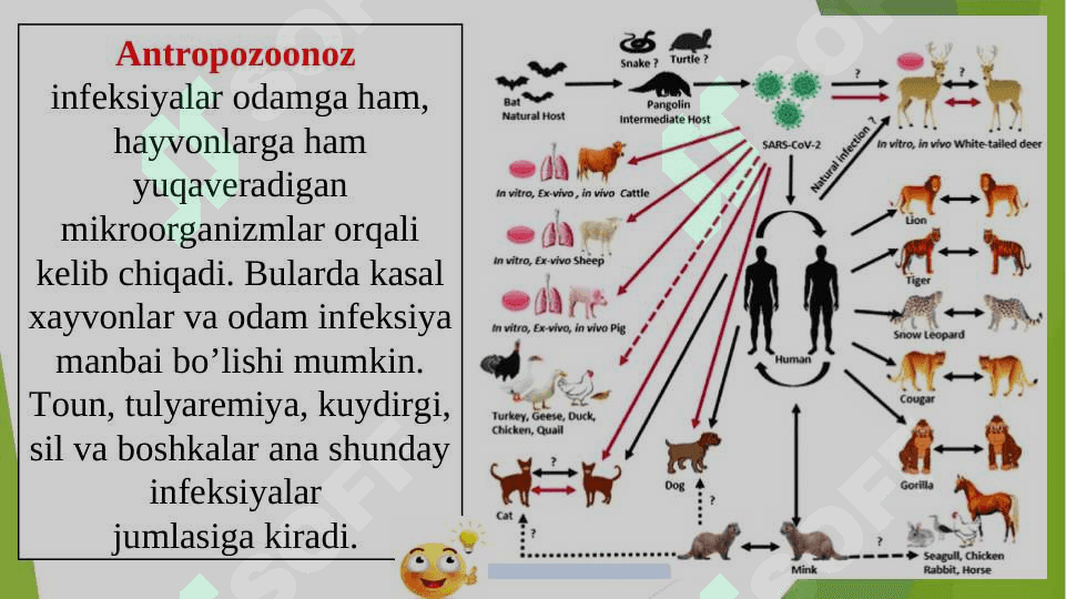 Mikroorganizmlarning qishloq xo‘jaligi ahamiyati 6
