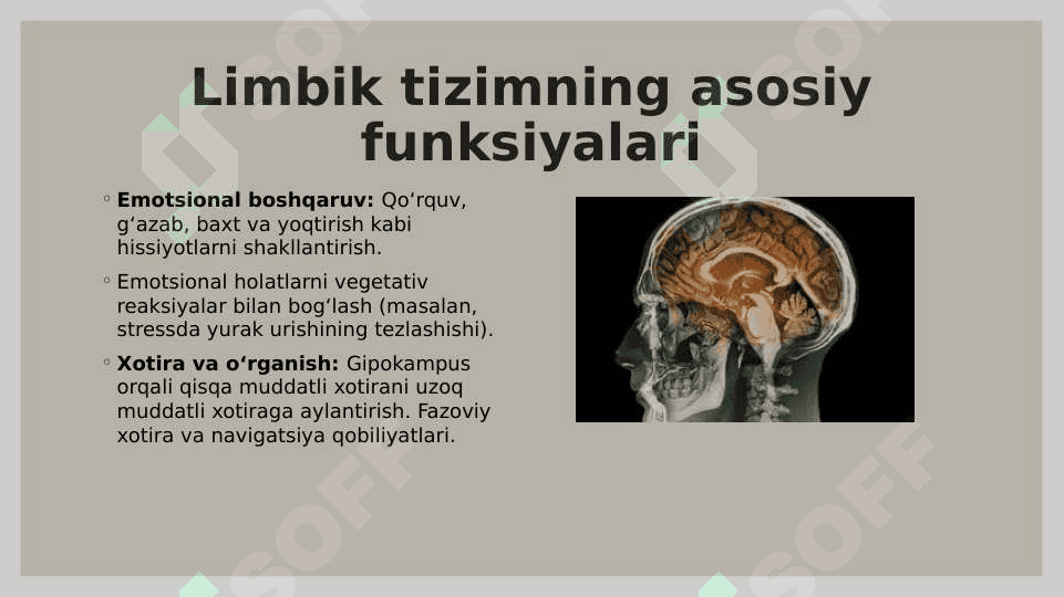 Limbik tizim 3