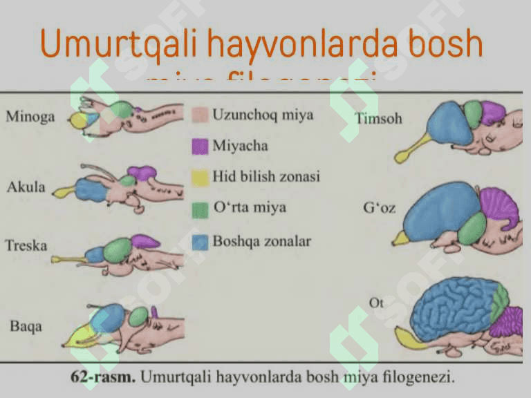 Hayvonlar olami evolyutsiyasi 5