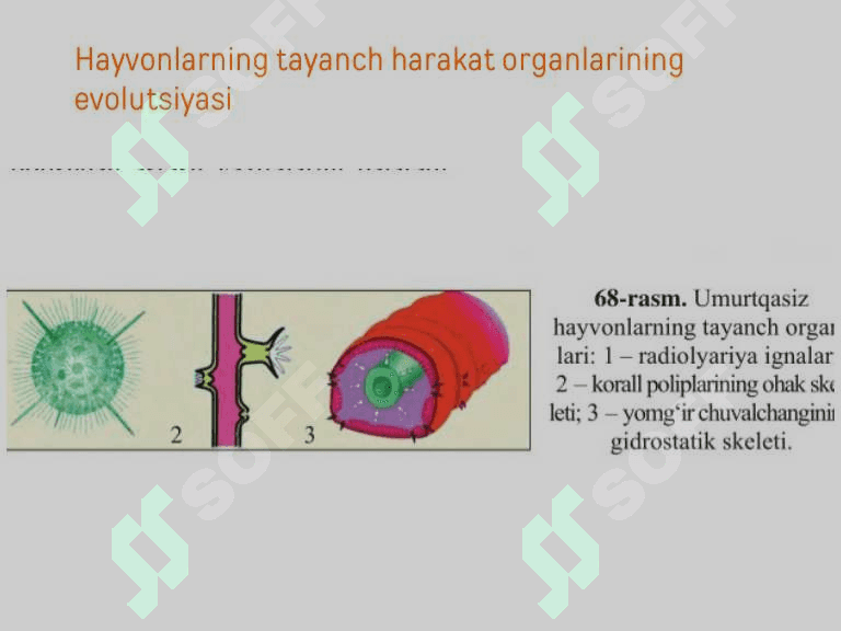 Hayvonlar olami evolyutsiyasi 7