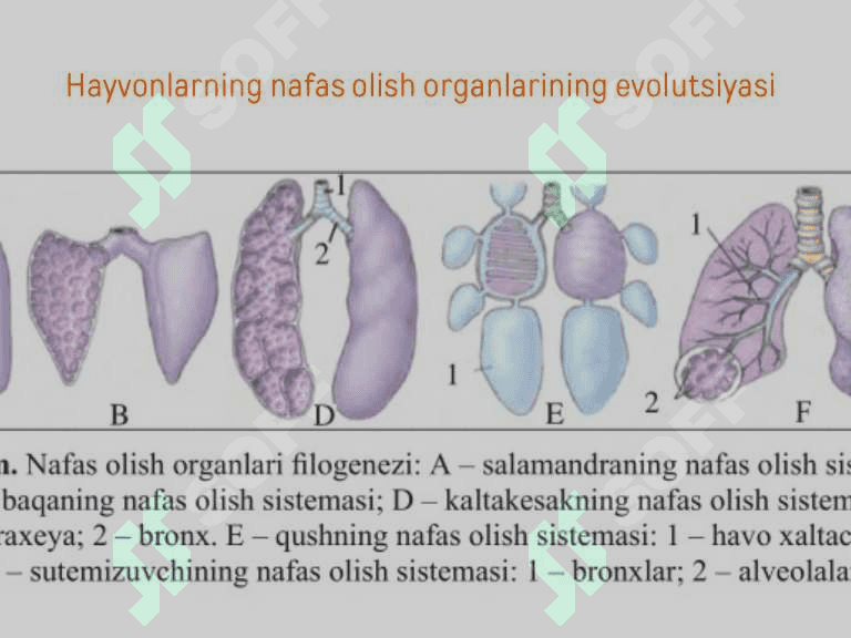 Hayvonlar olami evolyutsiyasi 8