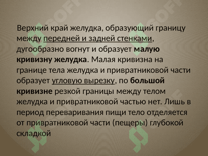 Желудок 7