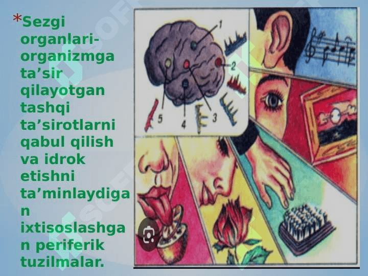 Sezgi 8