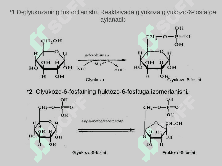 Energiyaning anaerob hosil bo'lishi Glikoliz. Glyukoneogenez 2