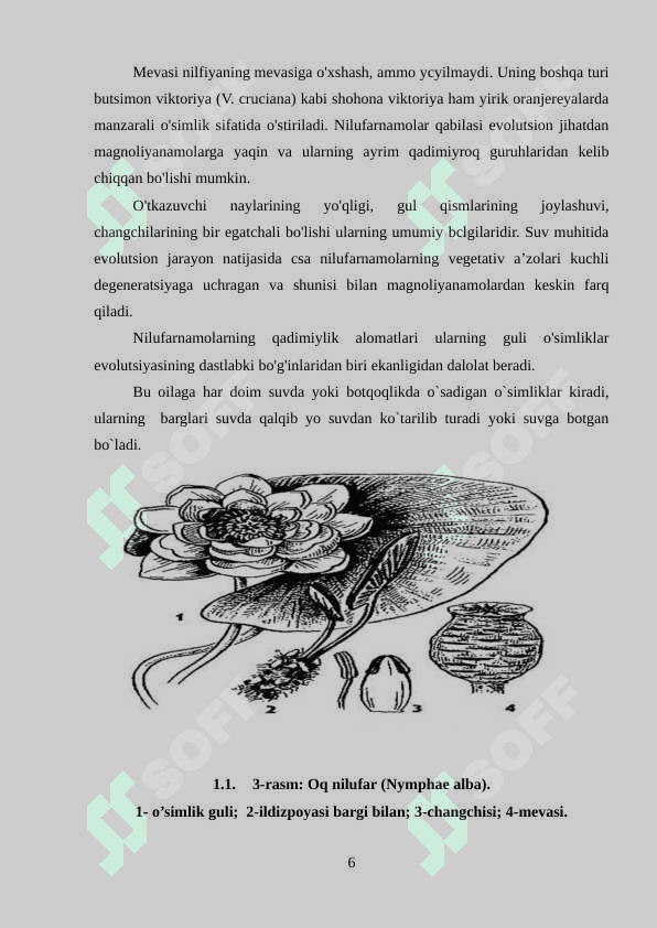 Nilufarguldoshlar oilasi 6