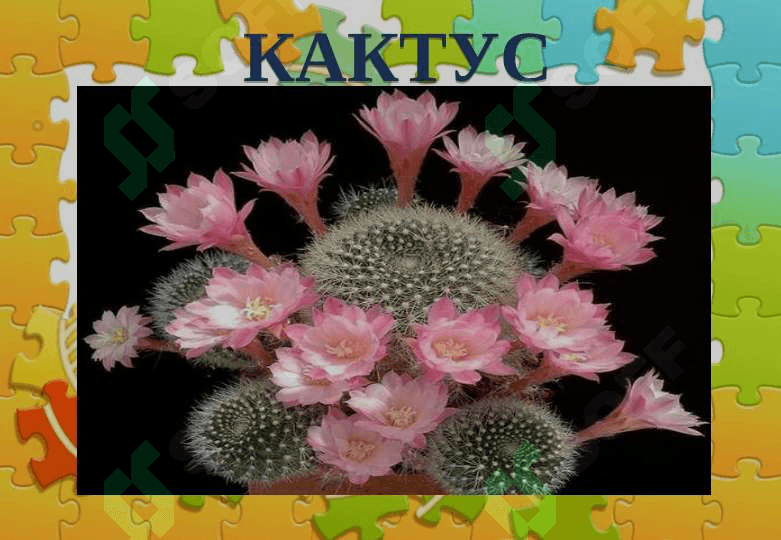 Кактус 2