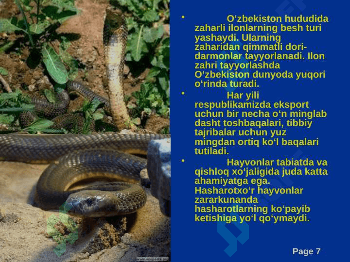 O‘zbekistonning hayvonot olami 7