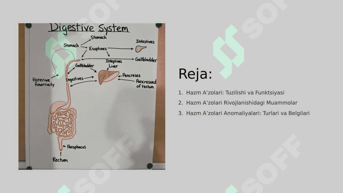 Hazm aʼzolari, bezlari, postnatal taraqqiyoti, anamoliyalar 2