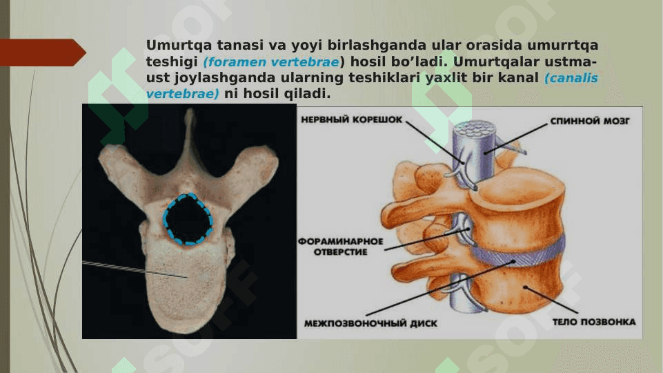 UMURTQALAR ANATOMIYASI 6
