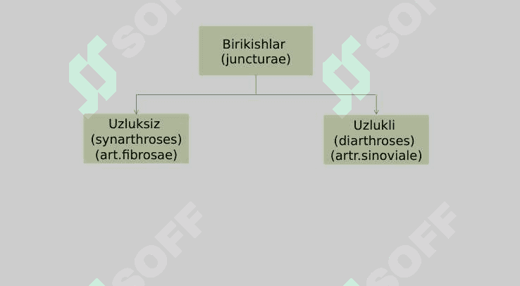 Umurtqa pogʻonasi koʻkrak qafasi suyaklarning oʻzaro birikishi 3