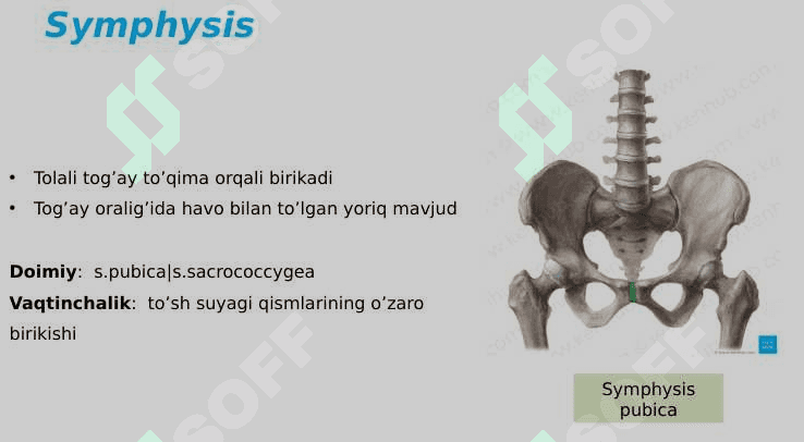 Umurtqa pogʻonasi koʻkrak qafasi suyaklarning oʻzaro birikishi 8