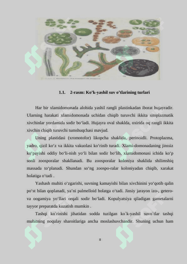 KO’K_YASHILCYANOPHYTA_SUV_O’TLARI_HAQIDA_UMUMIY_TASNIF.doc 8