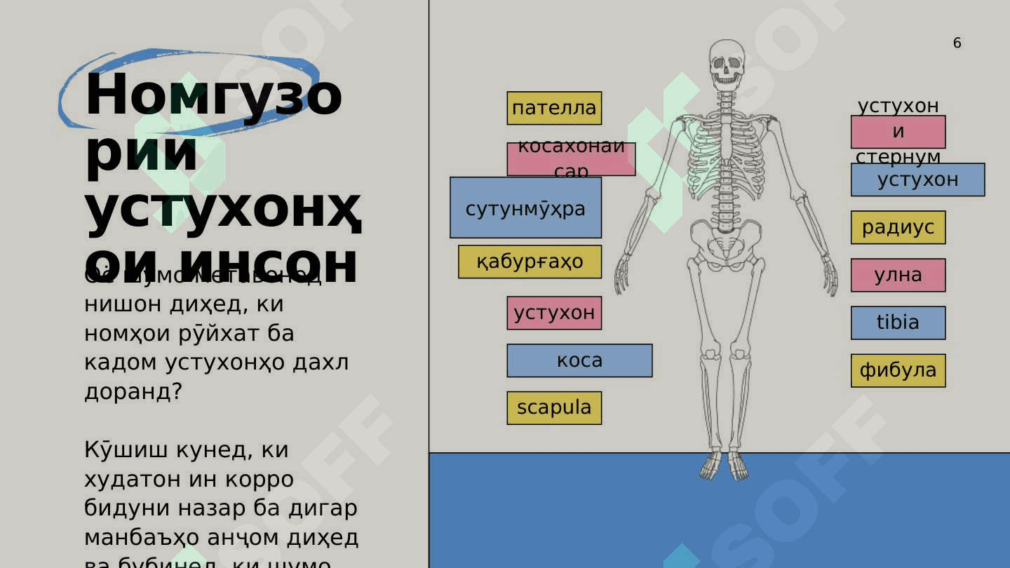 Системаи скелетӣ 6