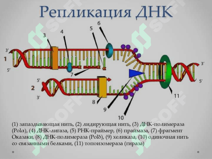 DNK replikatsiyasi 7
