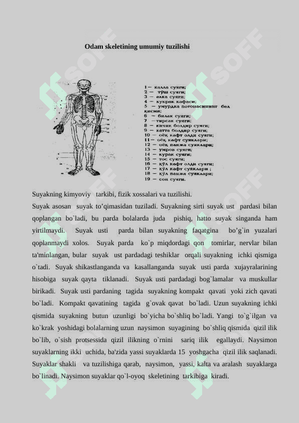 Harakat va koordinatsiyaning ahamiyati. Skletning umumiy tuzilishi 3