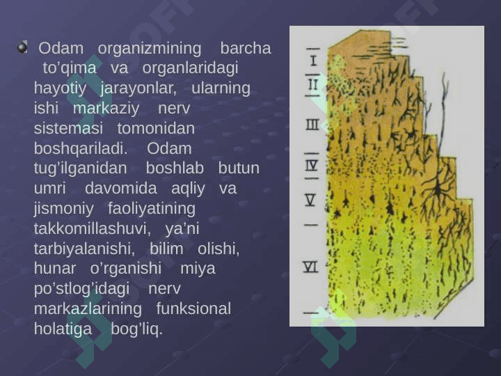Nerv sistemasining ahamiyati va uning gigiyenasi 4