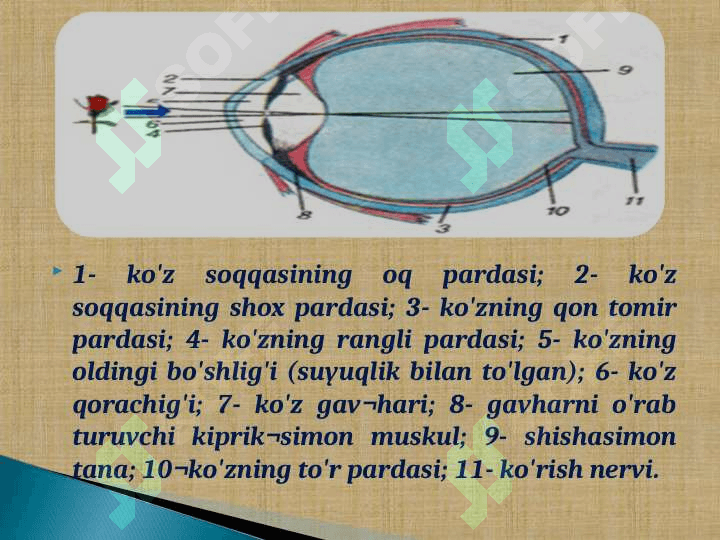 Ko`rish analizatorining tuzilishi va yosh xususiyatlari 8