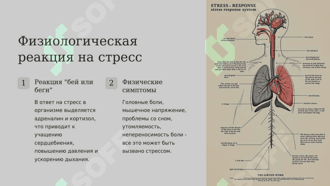 Влияние стресса на здоровье, методы управления стрессом 4