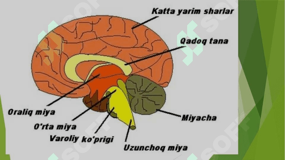 Miyacha o'zaklari va ularning klinik ahamiyati 6