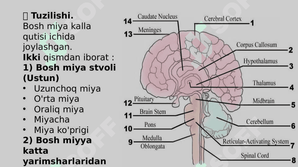 Miya pog'onasi o'zaklari va ularning ahamiyati. Miya stvoli. 4