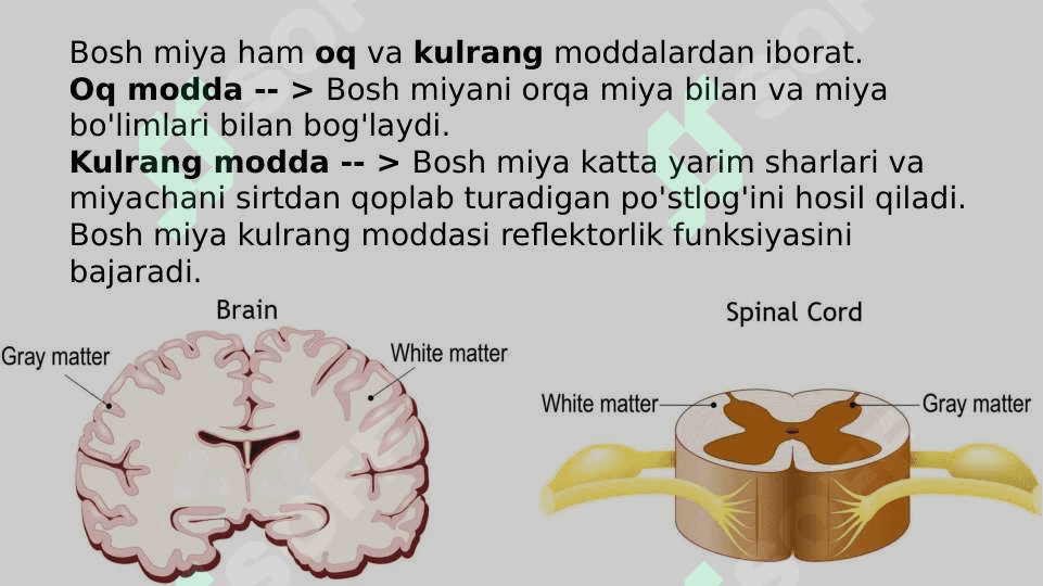Miya pog'onasi o'zaklari va ularning ahamiyati. Miya stvoli. 5