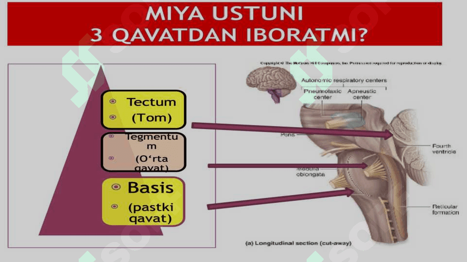 Miya pog'onasi o'zaklari va ularning ahamiyati. Miya stvoli. 6