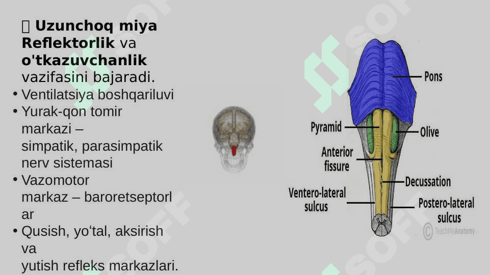 Miya pog'onasi o'zaklari va ularning ahamiyati. Miya stvoli. 8