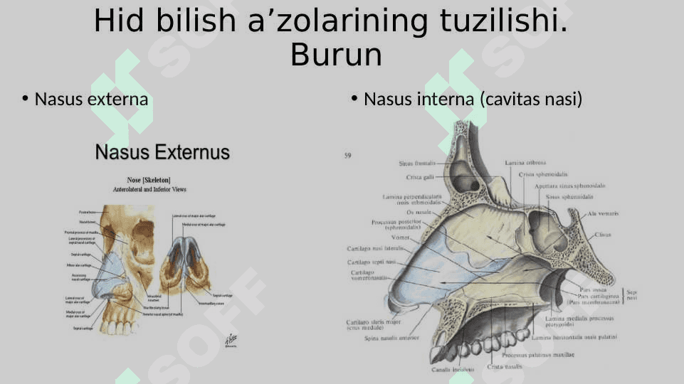 ta`m bilish va Hid bilish a’zolarining funksional anatomiyasi 3