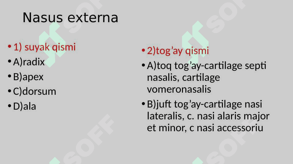 ta`m bilish va Hid bilish a’zolarining funksional anatomiyasi 4