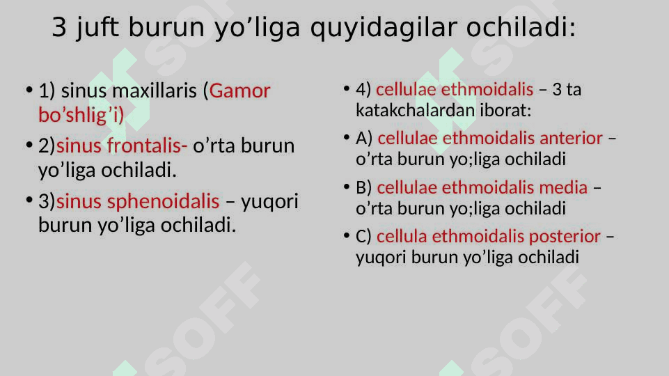 ta`m bilish va Hid bilish a’zolarining funksional anatomiyasi 7