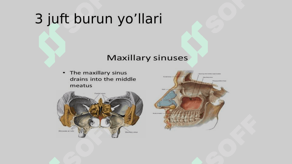 ta`m bilish va Hid bilish a’zolarining funksional anatomiyasi 8