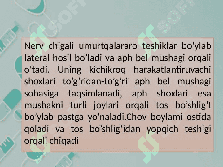 BEL VA DUMGAZA CHIQALI VA ULARNING SHOXLARI INNERVATION SOHASI 3
