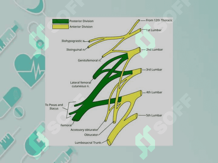 BEL VA DUMGAZA CHIQALI VA ULARNING SHOXLARI INNERVATION SOHASI 4