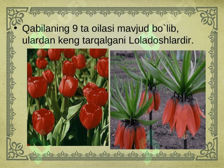 Lolanamolar qabilasi 3