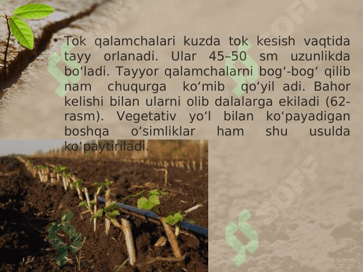 MADANIY O’SIMLIKLARNING VEGETATIV KO’PAYISHI 3
