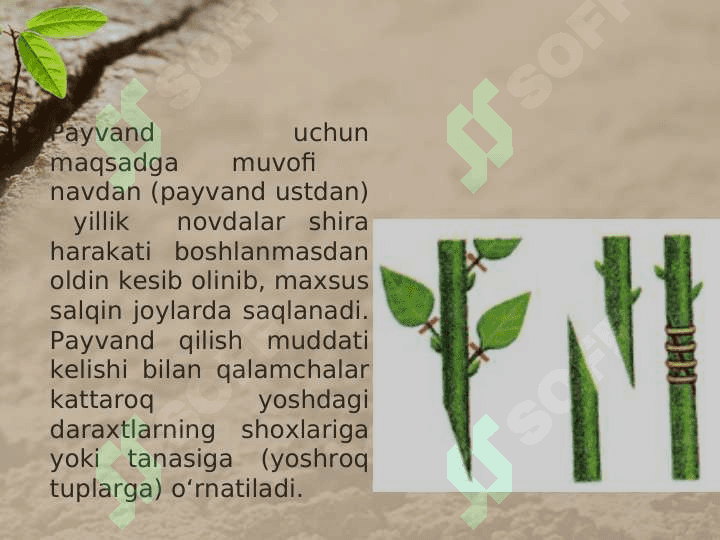 MADANIY O’SIMLIKLARNING VEGETATIV KO’PAYISHI 6